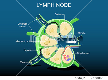 Lymph Node Anatomy Lymph Node Anatomy 124780658
