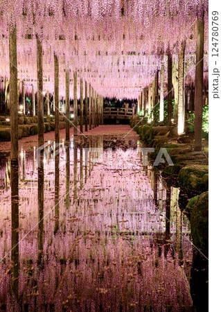 津島市、天王川公園の藤棚のライトアップ 津島市、天王川公園の藤棚のライトアップ 124780769