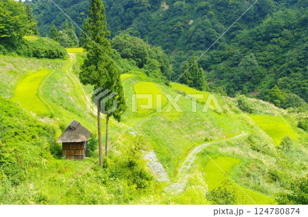 十日町市松之山・留守原の棚田 124780874