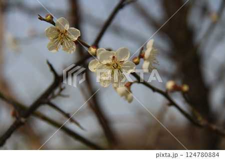 white flowers of a blackthorn white flowers of a blackthorn 124780884