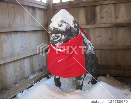 亀戸天神おいぬさま 亀戸天神おいぬさま 124780970