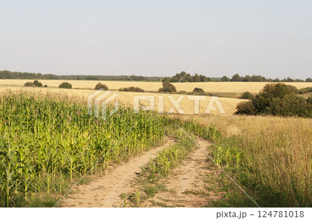 Rural landscape with yellow mown fields Rural landscape with yellow mown fields 124781018