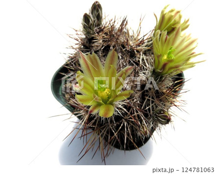 ダビシー ダビシー 124781063