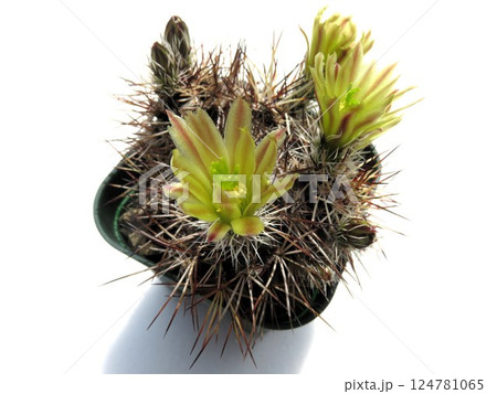 ダビシー ダビシー 124781065