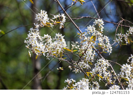 The Beautiful Blooming White Flowers That Grace the Earth in Springtimes Warm Embrace The Beautiful Blooming White Flowers That Grace the Earth in Springtimes Warm Embrace 124781153