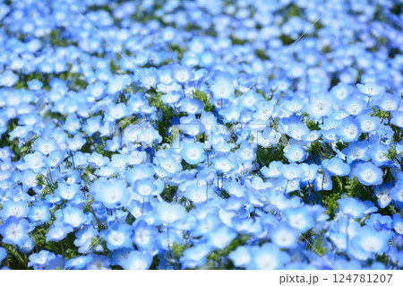 青いネモフィラ 青いネモフィラ 124781207