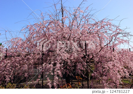 4月の青空の中で満開になった「三春滝桜」の子孫（1） 124781227