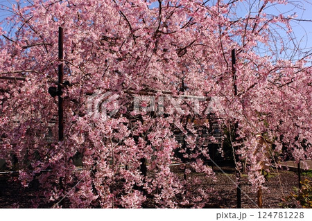 4月の青空の中で満開になった「三春滝桜」の子孫(2) 4月の青空の中で満開になった「三春滝桜」の子孫(2) 124781228