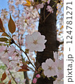 春の訪れを告げる桜 124781271