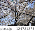 桜の木から見える木漏れ日 124781273