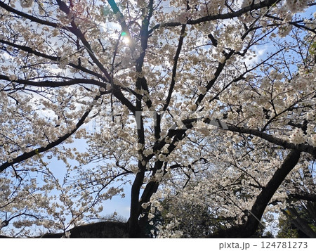 桜の木から見える木漏れ日 124781273
