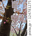 元気に咲く桜の花 124781275