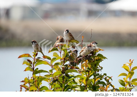葛西臨海公園_スズメ 124781324