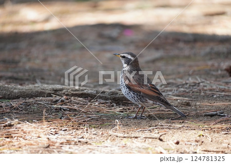 葛西臨海公園_ムクドリ 124781325