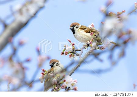 桜の枝でひと休みするすずめ 桜の枝でひと休みするすずめ 124781377