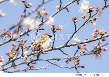 桜の枝でひと休みするすずめ 124781380