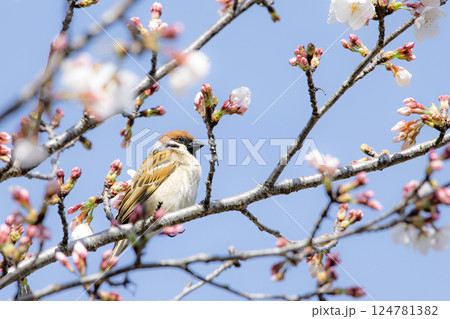 桜の枝でひと休みするすずめ 124781382