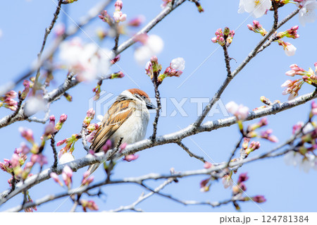 桜の枝でひと休みするすずめ 桜の枝でひと休みするすずめ 124781384