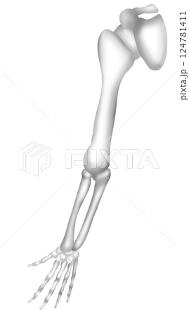 Human arm bones Human arm bones 124781411