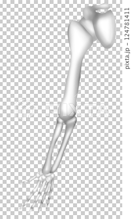 Human arm bones Human arm bones 124781411