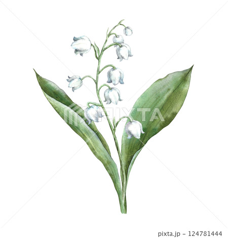 Spring flower delicate lily of the valley with large green leaves. Watercolor botanical illustration, perfect for greeting cards, wedding invitations, branding, packaging and spring design. Spring flower delicate lily of the valley with large green leaves. Watercolor botanical illustration, perfect for greeting cards, wedding invitations, branding, packaging and spring design. 124781444