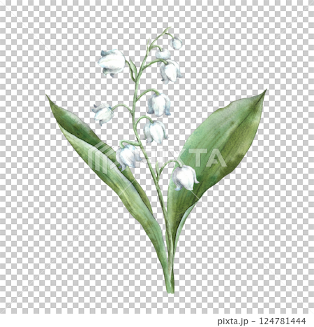 Spring flower delicate lily of the valley with large green leaves. Watercolor botanical illustration, perfect for greeting cards, wedding invitations, branding, packaging and spring design. Spring flower delicate lily of the valley with large green leaves. Watercolor botanical illustration, perfect for greeting cards, wedding invitations, branding, packaging and spring design. 124781444