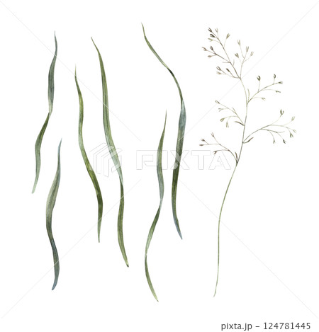 Realistic green blades of grass of different sizes and wild plants. Botanical illustration set drawn in watercolor, for holidays and wedding industry, various packaging and cards, textiles. 124781445