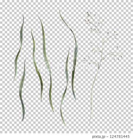 Realistic green blades of grass of different sizes and wild plants. Botanical illustration set drawn in watercolor, for holidays and wedding industry, various packaging and cards, textiles. 124781445