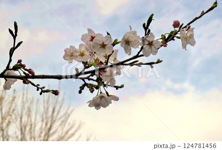 ソメイヨシノの季節の始まり 124781456