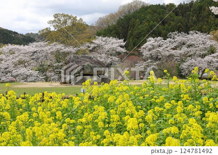 【石舞台古墳 / 奈良県明日香村】 【石舞台古墳 / 奈良県明日香村】 124781492