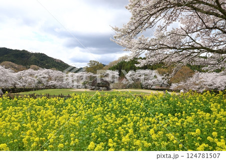 【石舞台古墳 / 奈良県明日香村】 【石舞台古墳 / 奈良県明日香村】 124781507