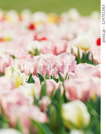 美しいチューリップの花 美しいチューリップの花 124781563