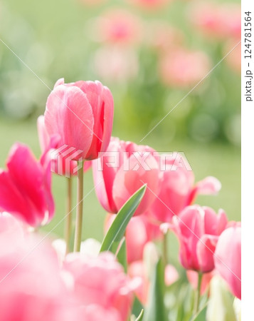 美しいチューリップの花 美しいチューリップの花 124781564