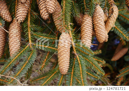 ドイツトウヒの松ぼっくり 124781721