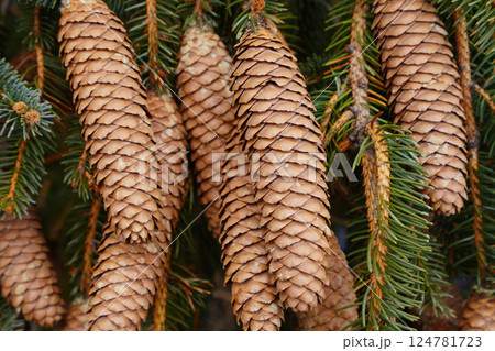 ドイツトウヒの松ぼっくり 124781723