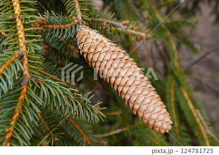 ドイツトウヒの松ぼっくり 124781725