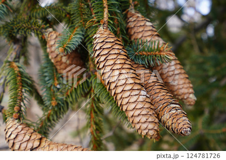 ドイツトウヒの松ぼっくり 124781726