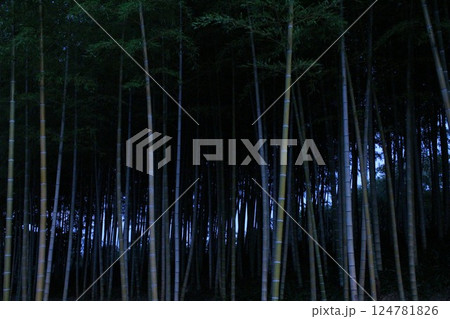 夜の竹林 124781826