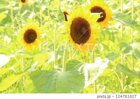 夏の花のある風景 124781827