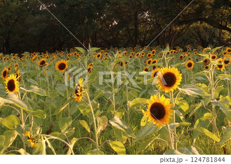 太陽に向かって 太陽に向かって 124781844