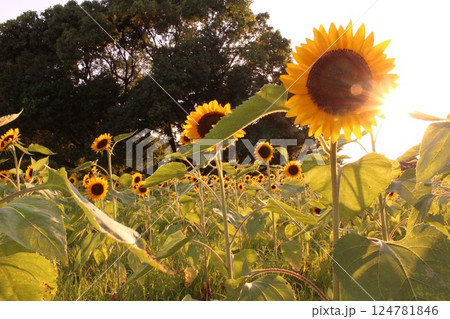 ヒマワリと太陽 ヒマワリと太陽 124781846