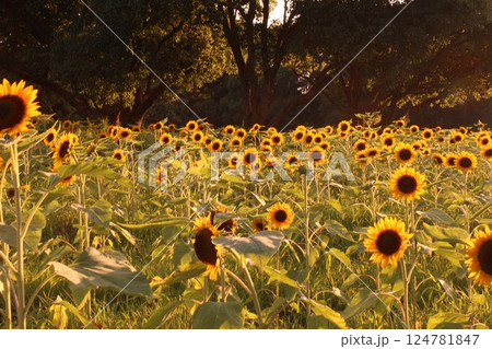 夕日に照らされたヒマワリ 124781847