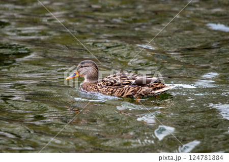 Duck on the dark pond water on an autumn cloudy day in the city center. 124781884