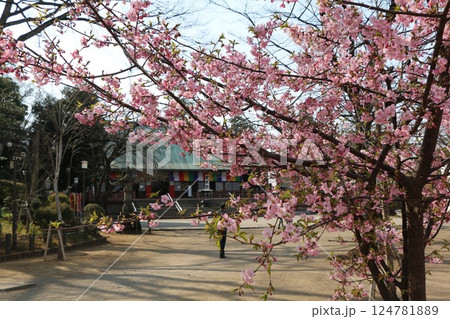 喜多院の桜 124781889