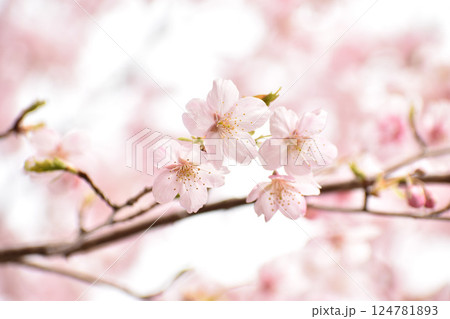 明るいピンクの大漁桜 124781893