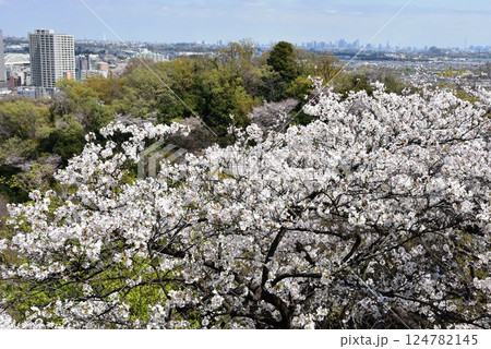 川崎市 生田緑地枡形山展望台からの東京方面眺望と満開桜 川崎市 生田緑地枡形山展望台からの東京方面眺望と満開桜 124782145