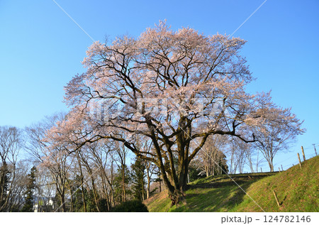 埼玉県大里郡寄居町鉢形 鉢形城の朝一番の氏邦桜(うじくにざくら) 埼玉県大里郡寄居町鉢形 鉢形城の朝一番の氏邦桜(うじくにざくら) 124782146