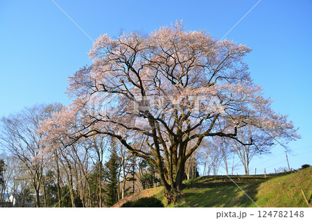 埼玉県大里郡寄居町鉢形　鉢形城の朝一番の氏邦桜（うじくにざくら） 124782148