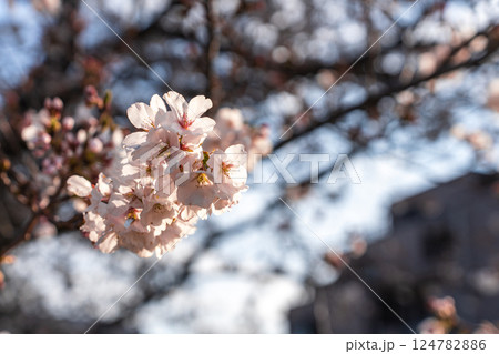 満開の桜と青空の春風景 124782886