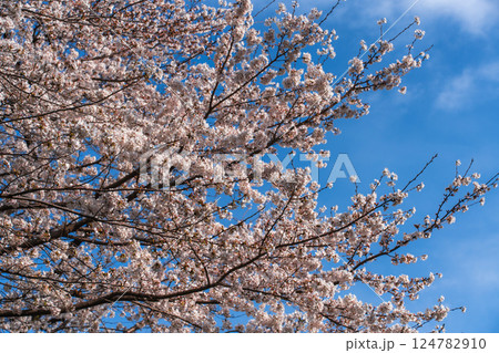 満開の桜と青空の春風景 124782910